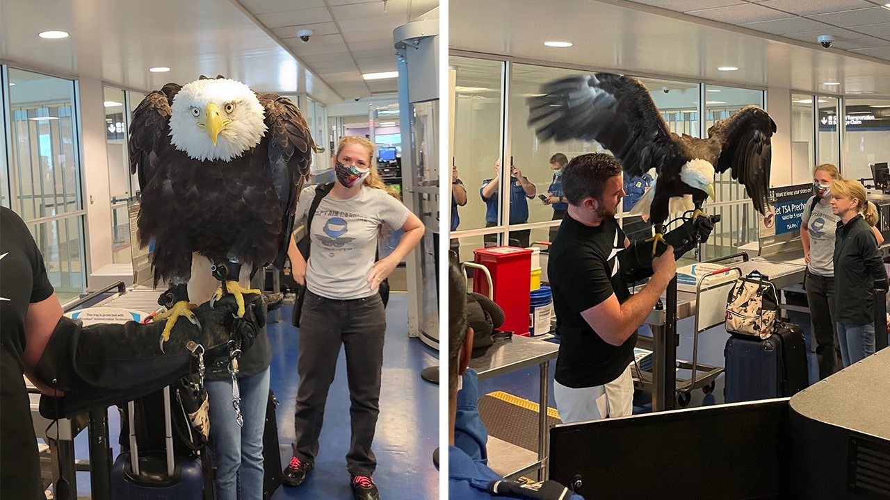 A bald eagle named Clark recently went through TSA security in North Carolina while traveling home to the World Bird Sanctuary after flying at a university convocation. (TSA Southeast)