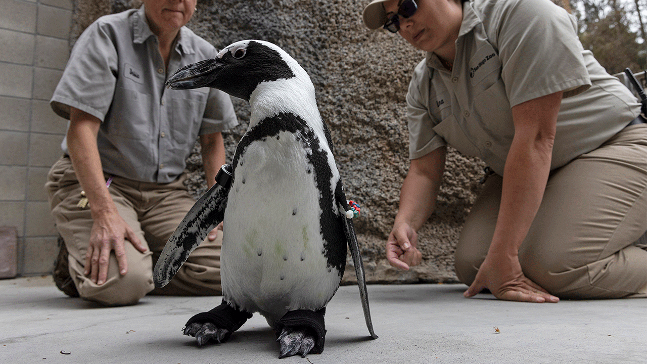 San Diego Zoo penguin gets fitted for orthopedic footwear