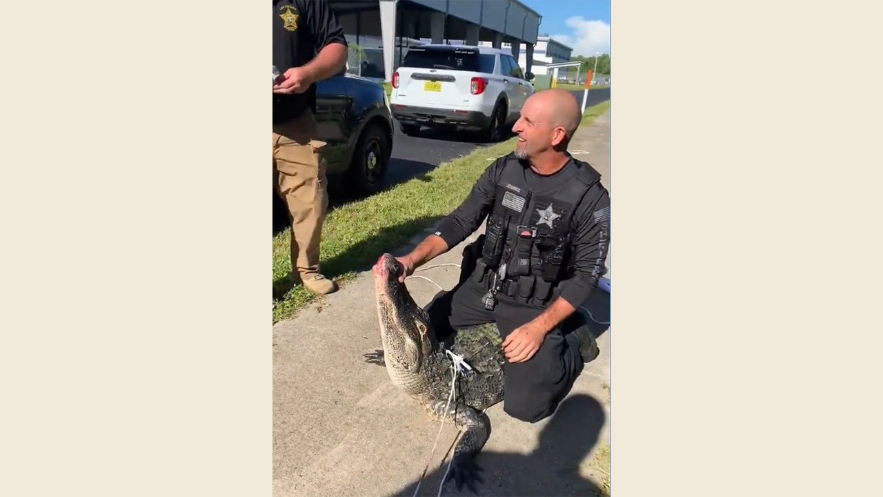 News :Florida middle school students greeted by alligator during drop-off