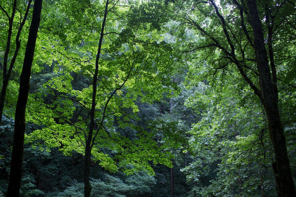 Kentucky's Mammoth Cave National Park to start improvements on underground trail in fall