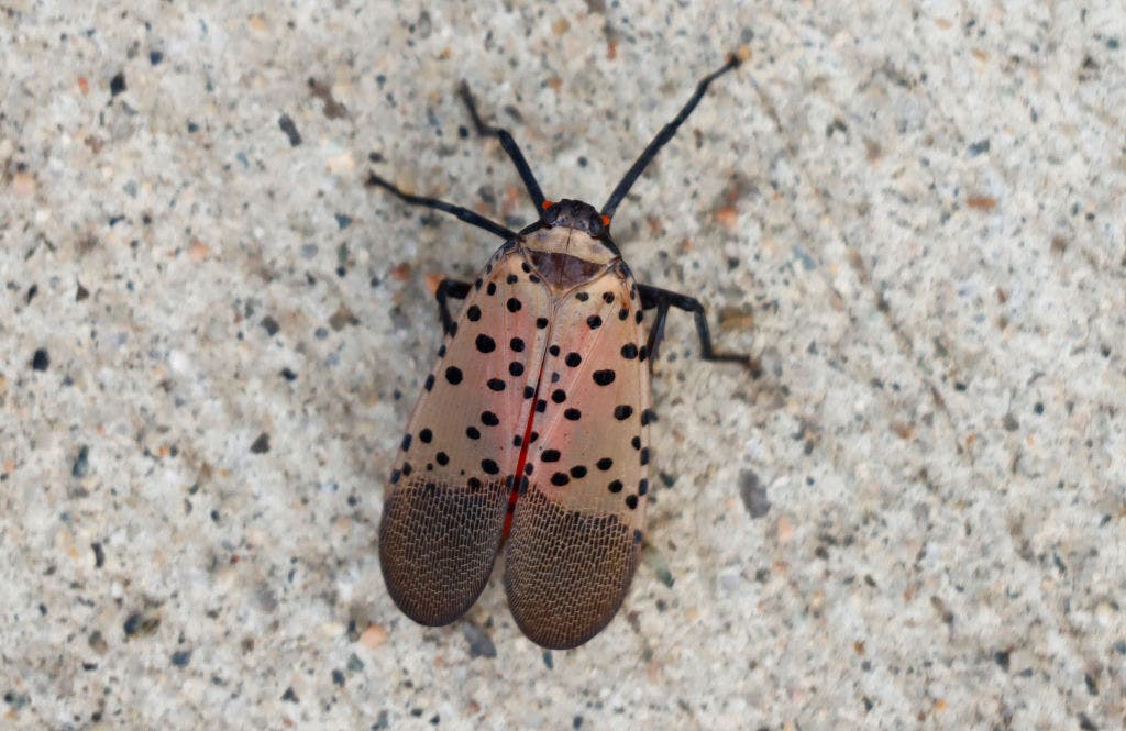 Spotted lanternflies found in northern Indiana Fox News
