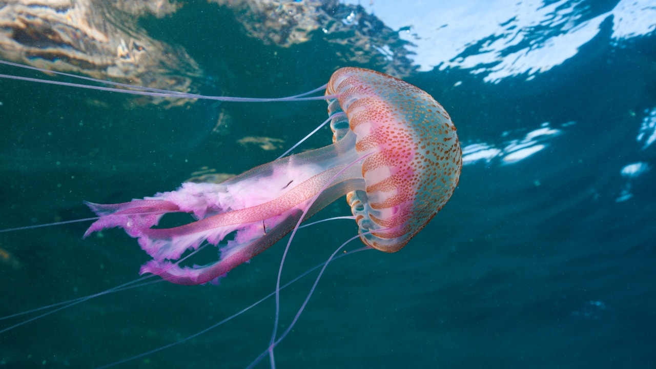 'Chopped' champion on how to prepare jellyfish for consumption, plus the health benefits of the sea jelly