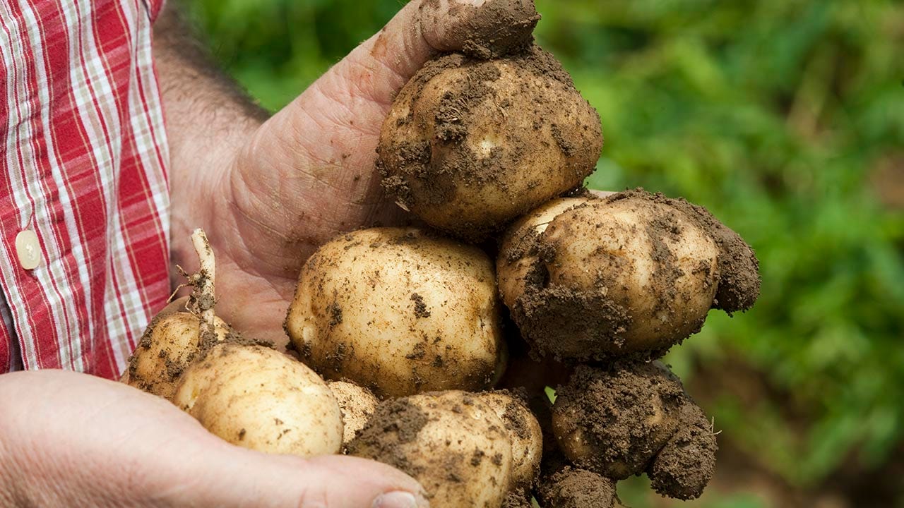 Potato Harvesting: How to Know When to Find Your Homegrown Spuds