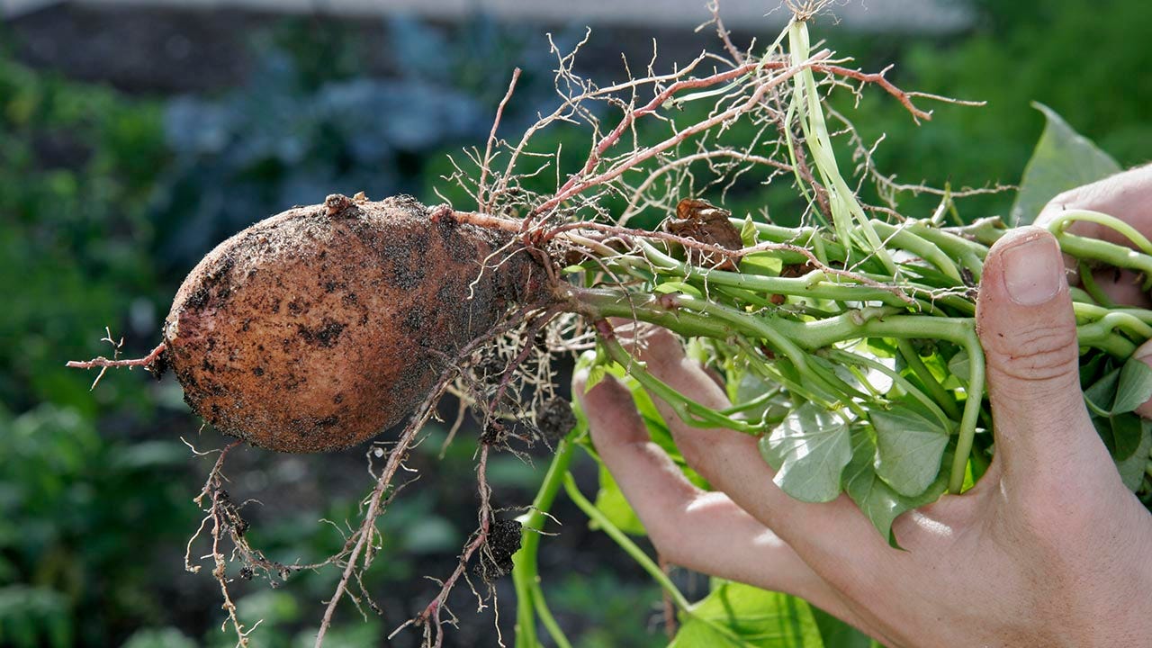 Gardening for advanced growers: 10 tips for growing your own vegetable garden