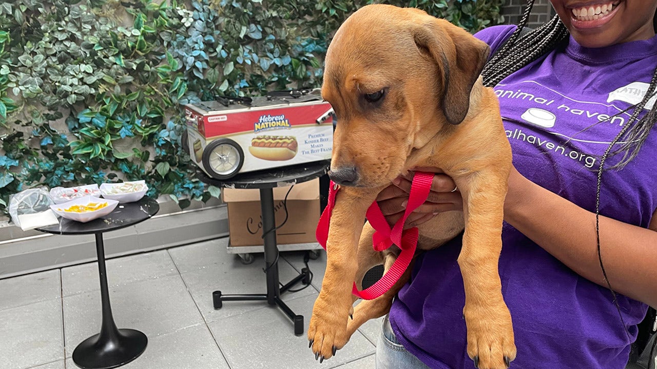 NYC animal shelter and Moxy hotel throw dog adoption event with puppies and  hot dogs | Fox News