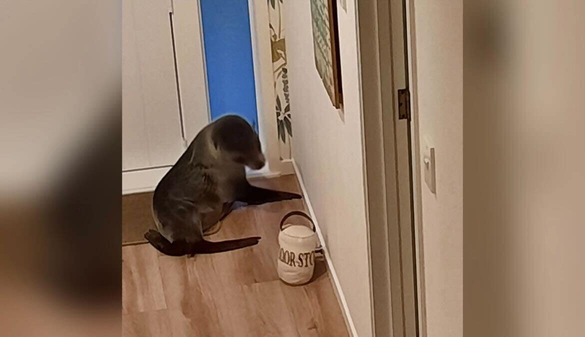 Le phoque fait irruption dans une maison néo-zélandaise, choquant le chat de la famille