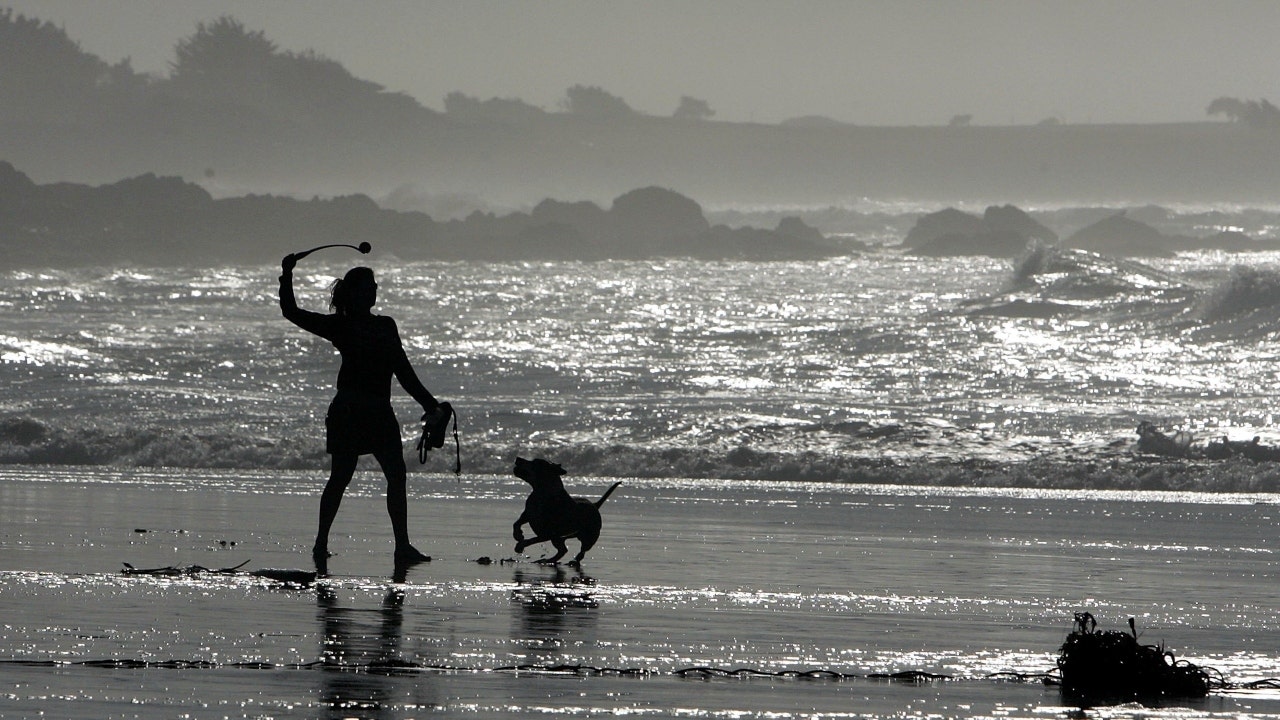 California beach closed after shark knocks man off paddleboard