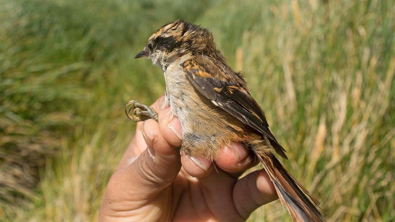 Una nueva especie de ave ha sido identificada en un área remota de Chile en América del Sur