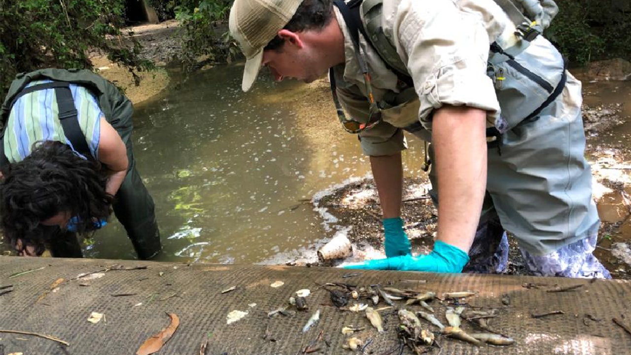 Mass fish deaths found in Georgia creek following soybean spill