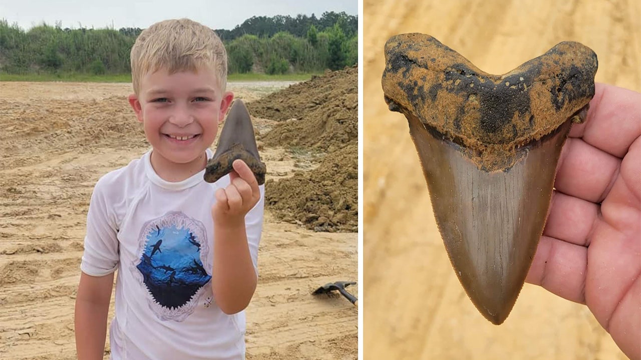 Riley Gracely, 8, found a fossilized shark tooth that's believed to be from the long-extinct Angustidens, a prehistoric megatooth shark species. (Palmetto Fossil Excursions and Team)