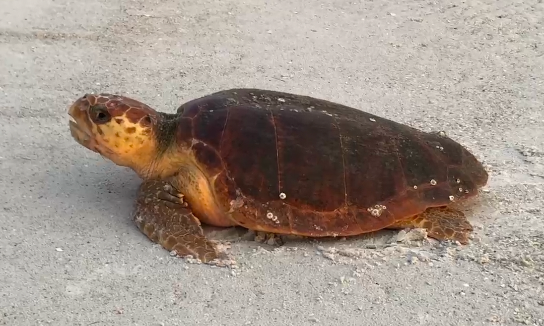 Gulf Coast sea turtles are recovering