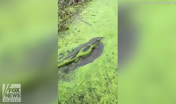 Texas alligator stuns viewers on Facebook with its stealthy, slippery ...