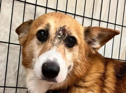 Corgi survived shot to the head in Pennsylvania: 'lucky to be alive'