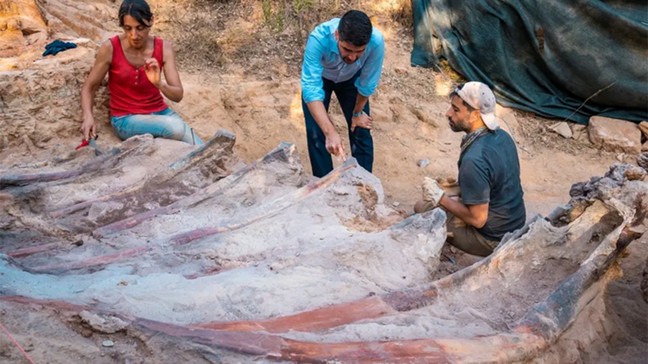 Portuguese man discovers 82-foot long dinosaur skeleton in his backyard – Fox News
