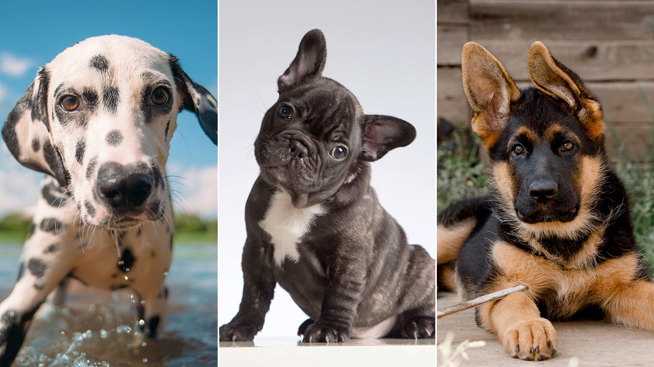 Dog quiz! How well do you know your facts about canines?