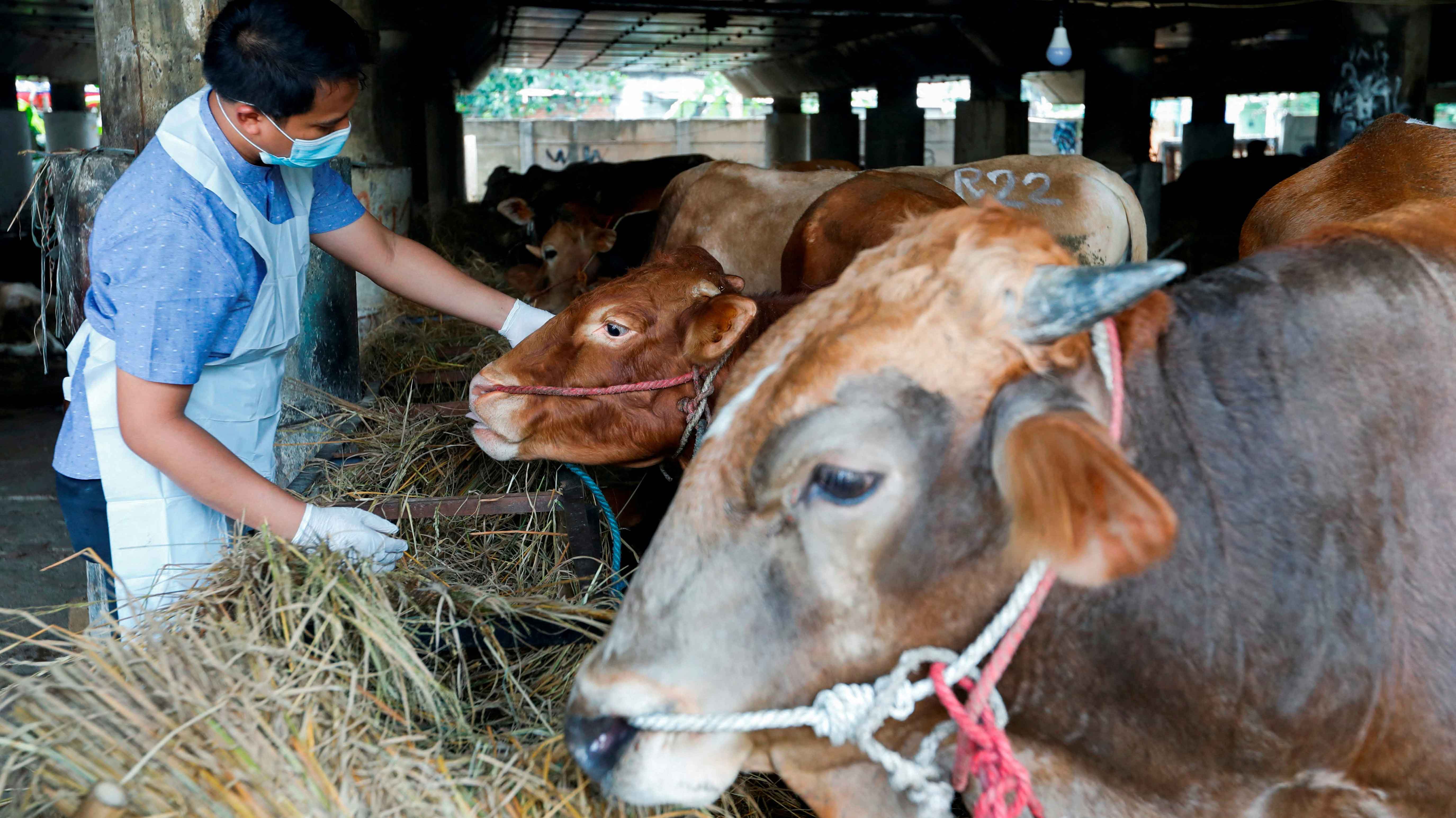 Indonesia focuses on getting their foot and mouth disease outbreak under control by year-end