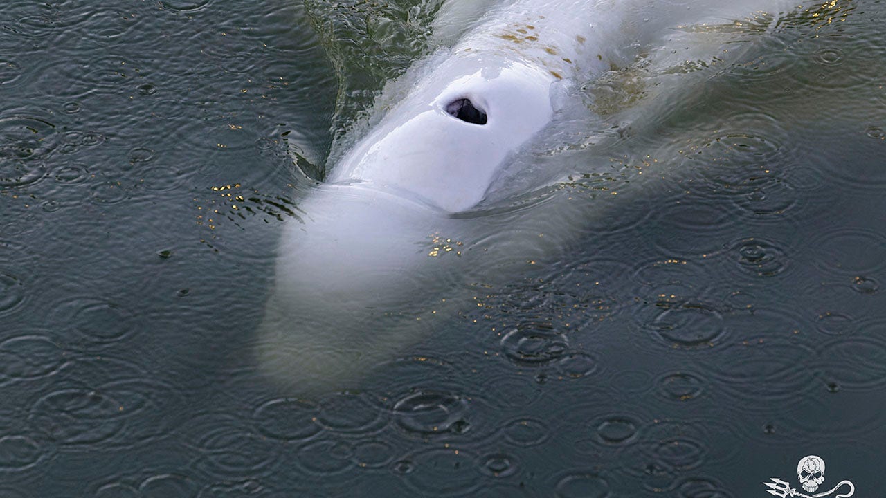 Beluga whale euthanized after rescue from Seine River in France