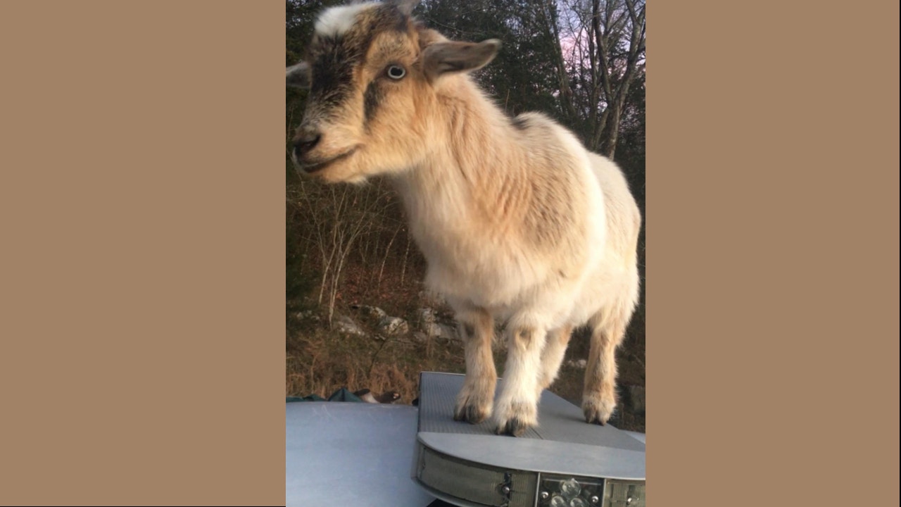 News :Goat caught eating Alabama deputy’s paperwork after sneaking into vehicle