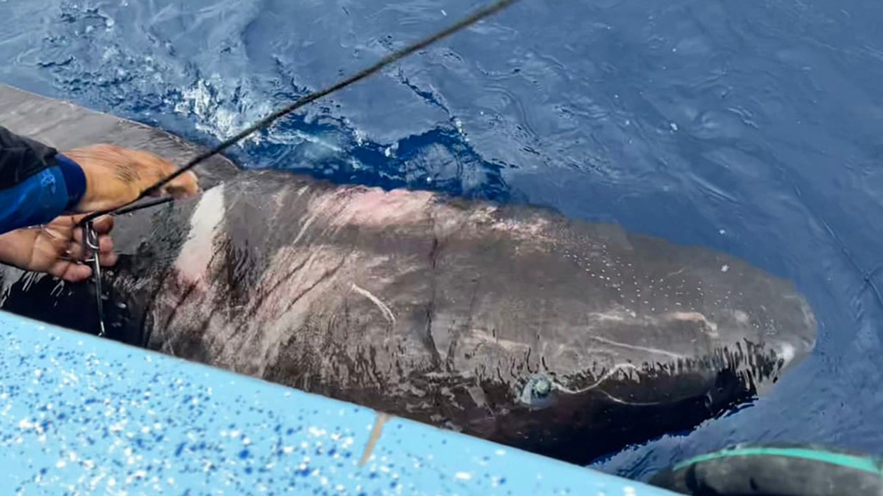 Rare Greenland shark found off the coast of Belize: 'Sheer luck'