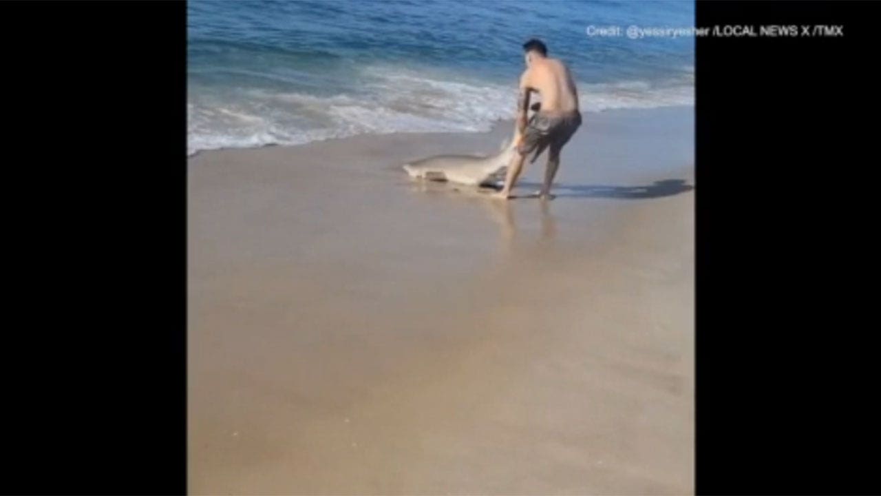 Viral video shows man wrestling shark on New York beach