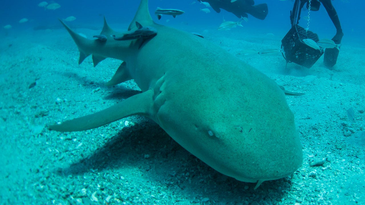 Sharks bite boy, 8, during Bahamas vacation, report says: 'Like a scene from Jaws'