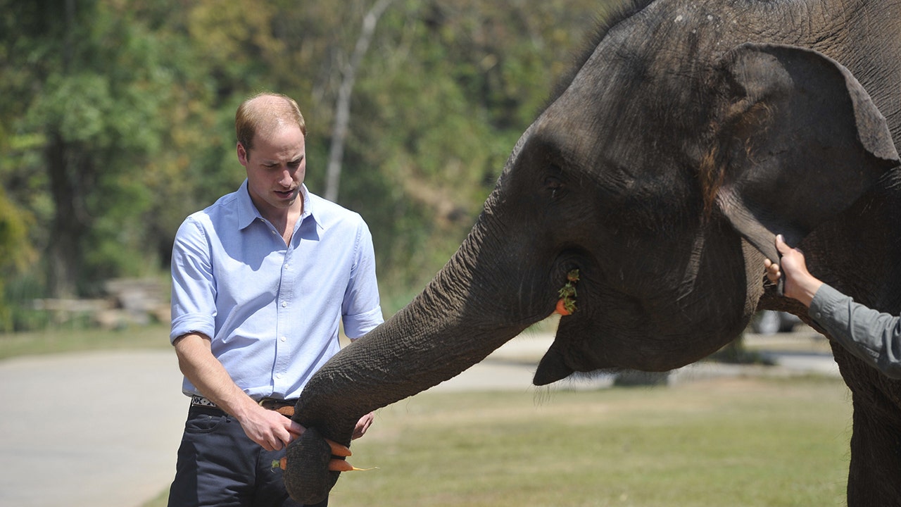 Prince William praises 5-year sentence for ivory, rhino horn trafficker