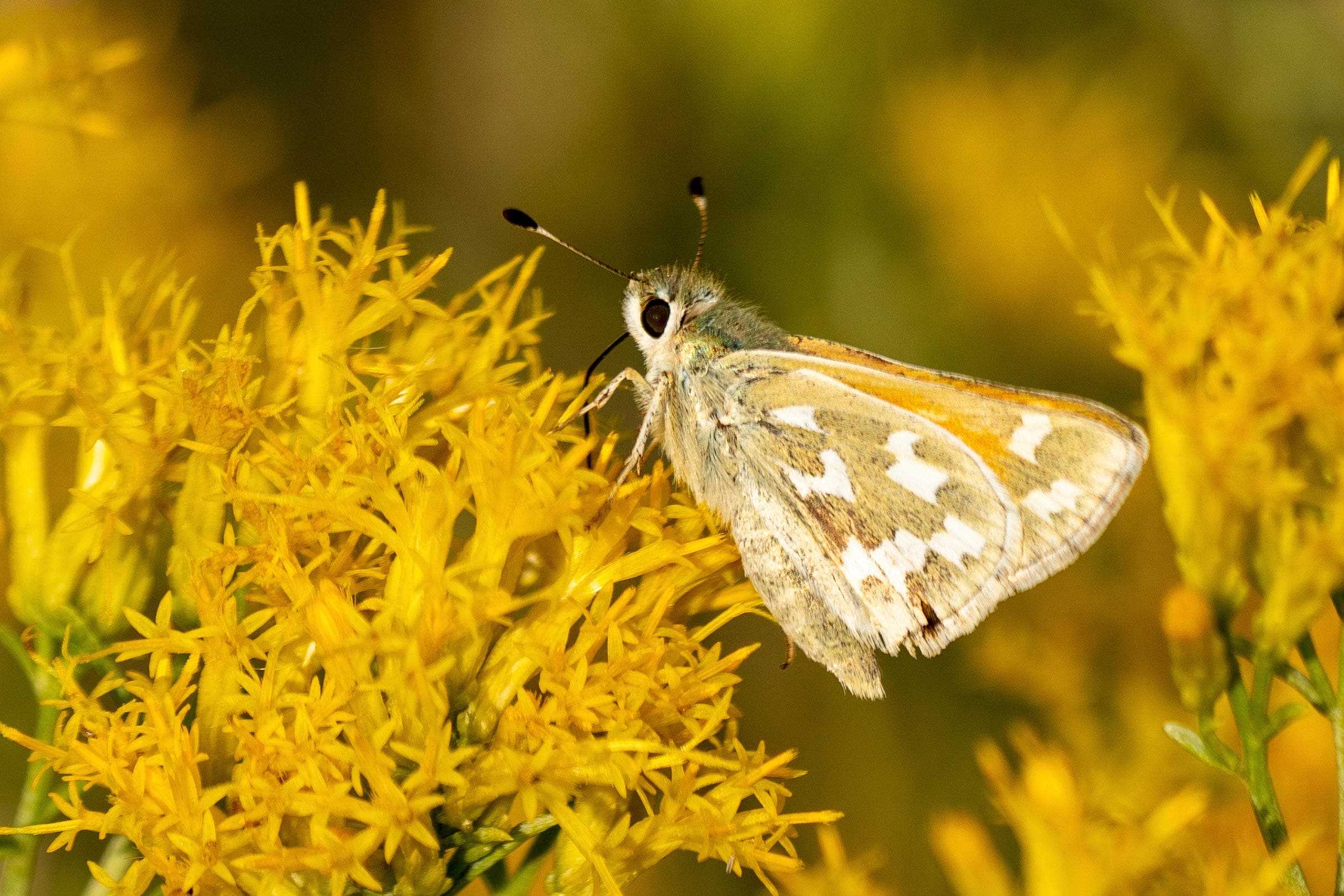 conservationists-fight-to-save-rare-butterfly-in-nevada-fox-news