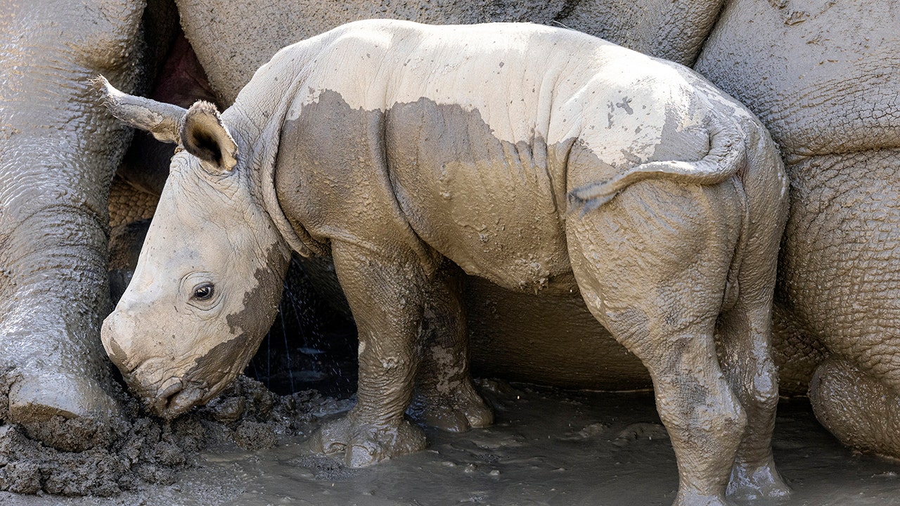 Southern white rhino born at San Diego Zoo: 'Full of energy'
