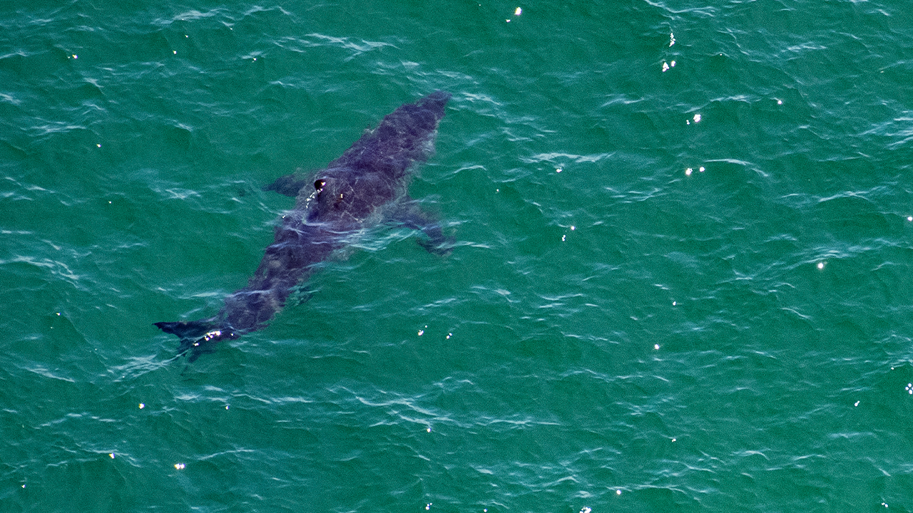 South Carolina beachgoers spot sharks right off the coast
