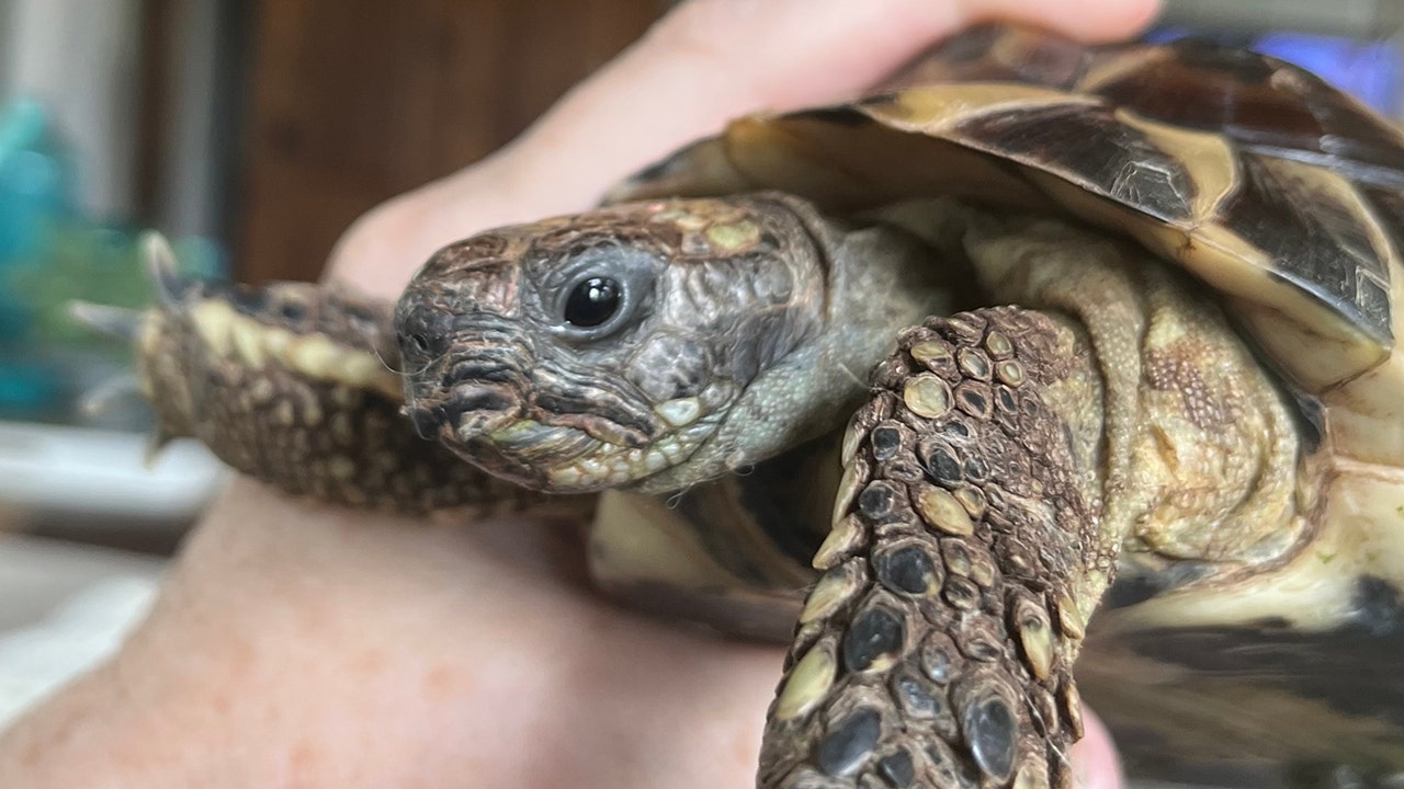 Family stunned after its missing pet tortoise turns up 2 years after ...