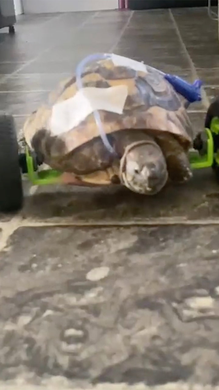 Eddie the tortoise, attacked by a wild animal, gets a set of wheels after a double amputation