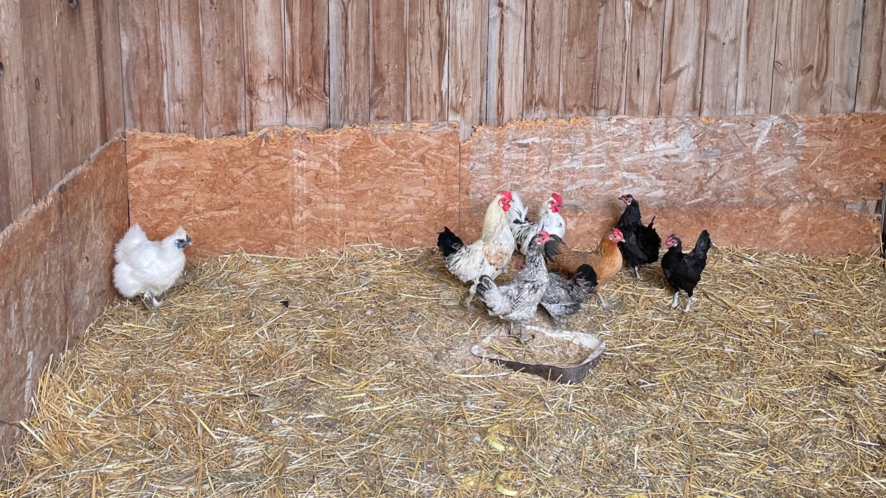 Thinking of starting a backyard chicken coop to beat high egg prices? There are key things to consider before you break out the tool kit. (FOX News)