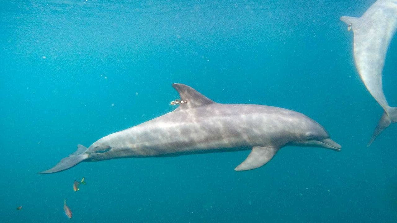 It's Flipper! Most Common Dolphins You'll Spot in Florida