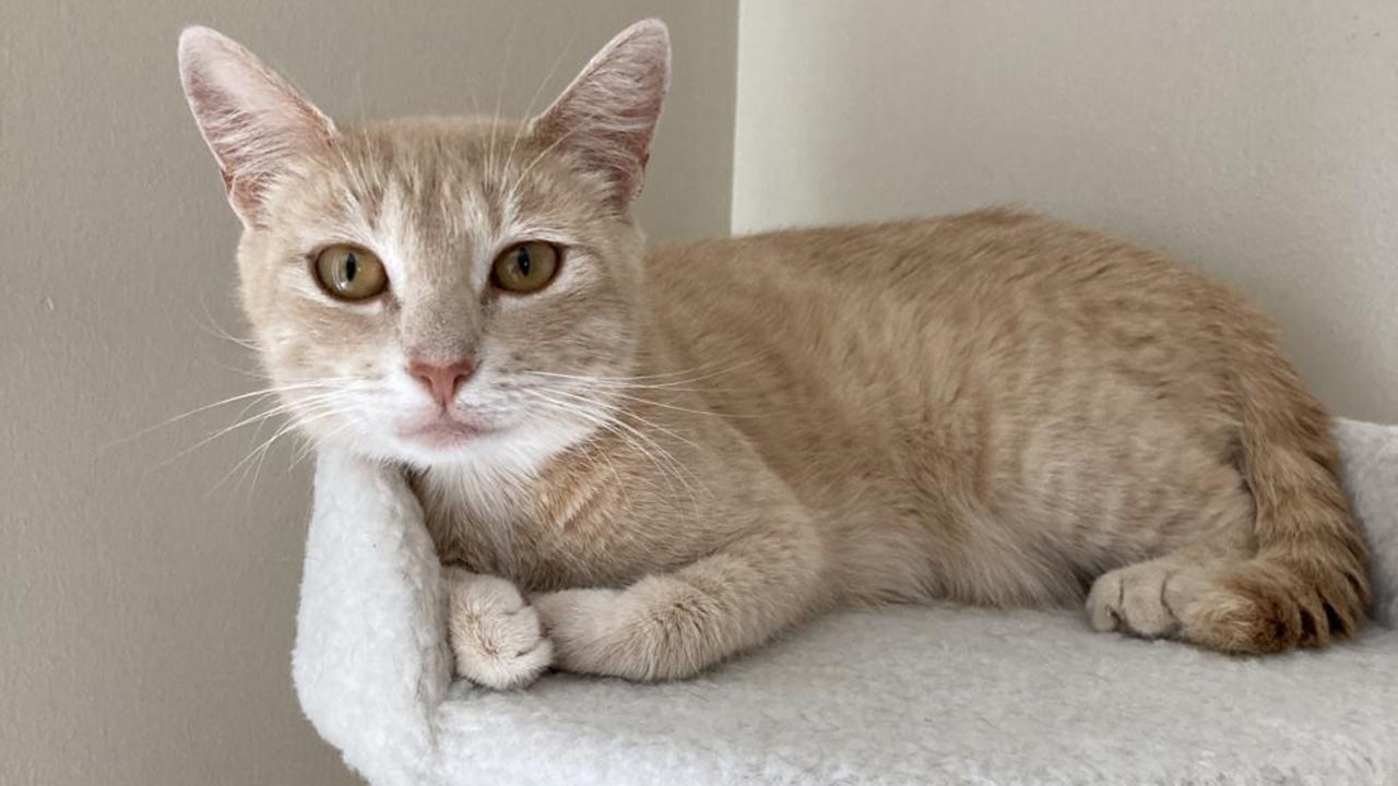 Annie, a three-year-old buff tabby cat, awaits a forever home. (Best Friends Animal Society)