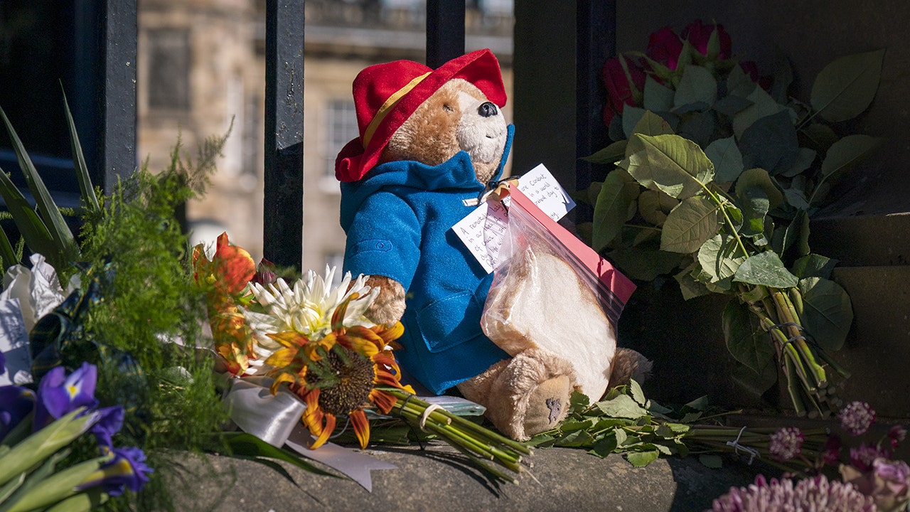 Paddington bear teddy balancing on a tree trunk in the jungle on