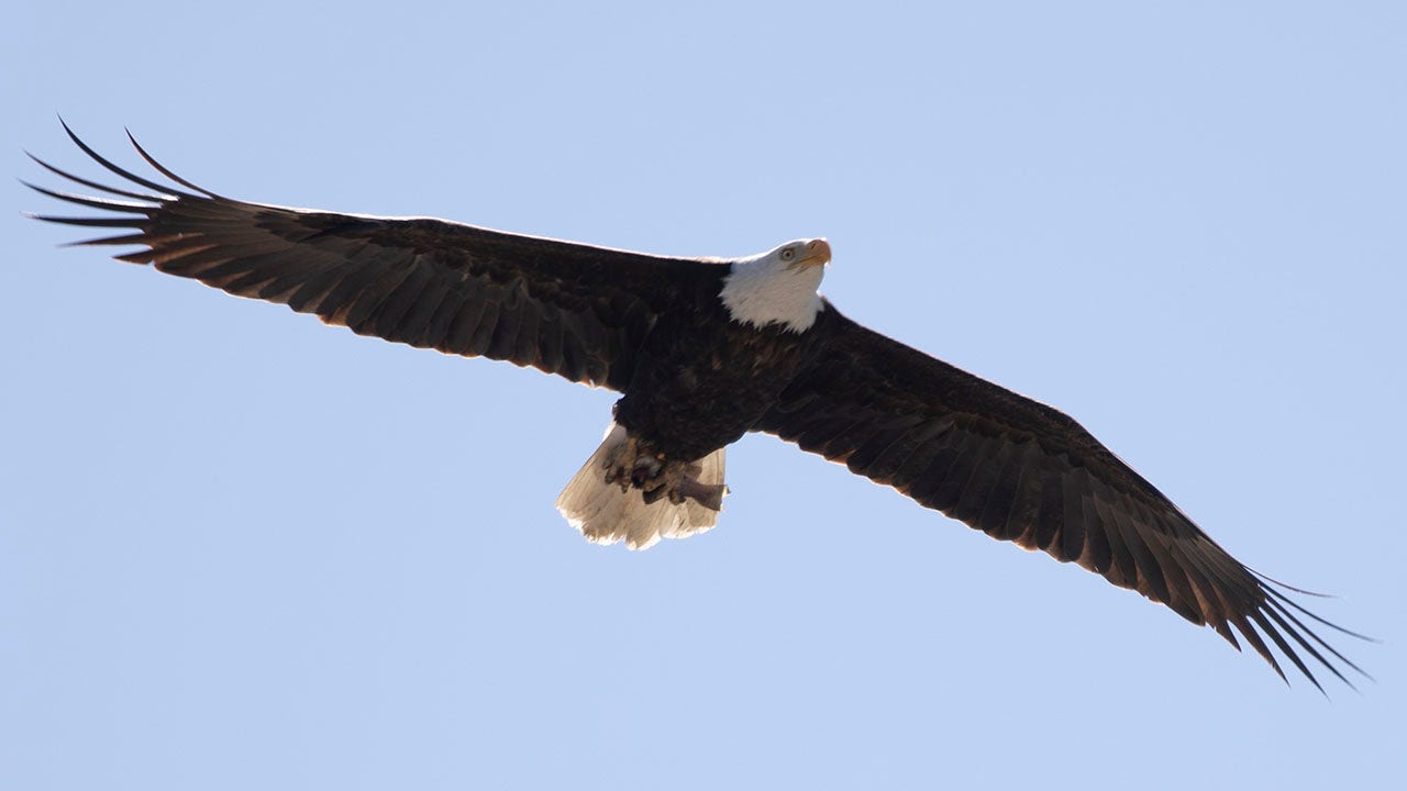 Read more about the article NJ proposes bald eagle’s removal from endangered species list after big rebound