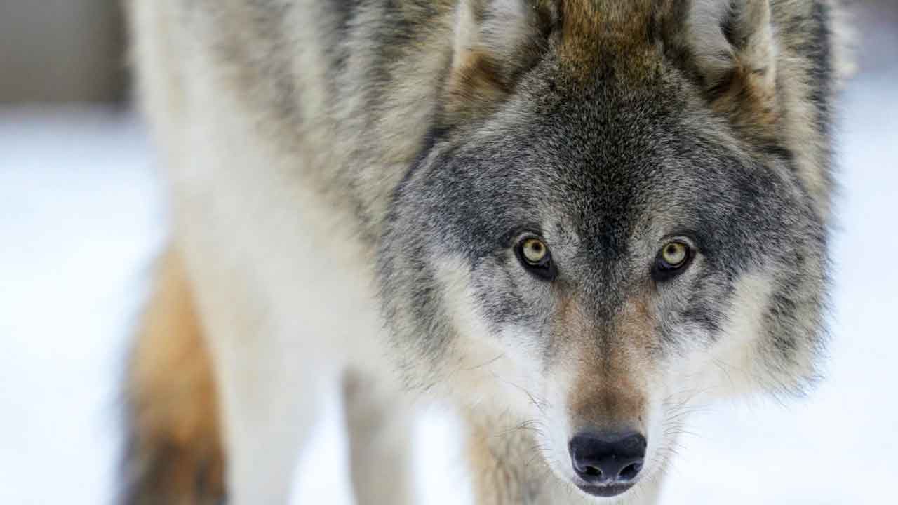 wi-wildlife-officials-say-2021-wolf-hunt-had-little-impact-on