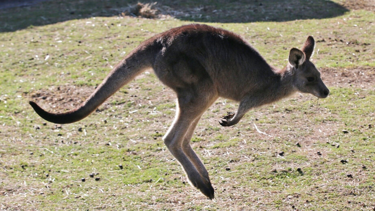 Australian man killed by kangaroo, first fatal attack in over 85 years