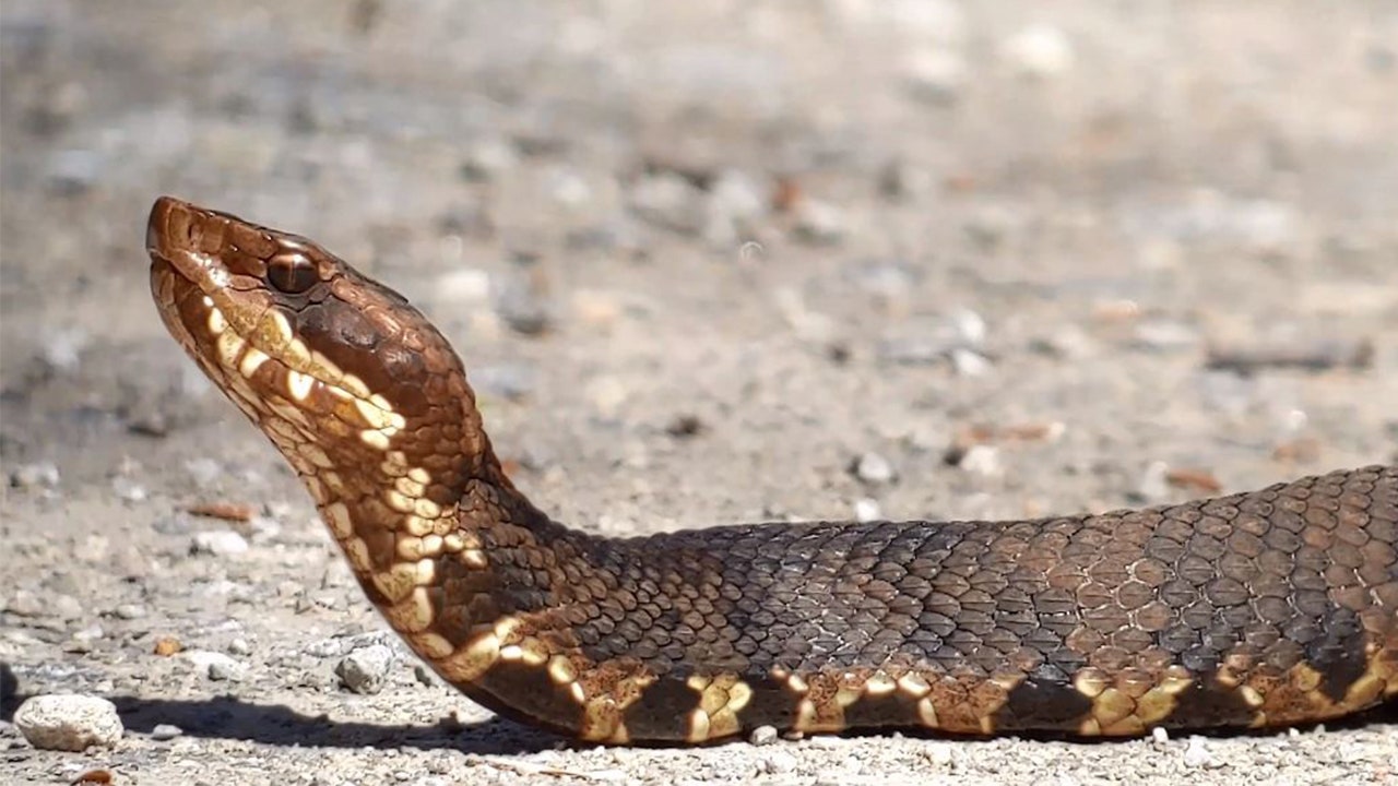 Illinois road shut down for massive snake migration — and some are venomous