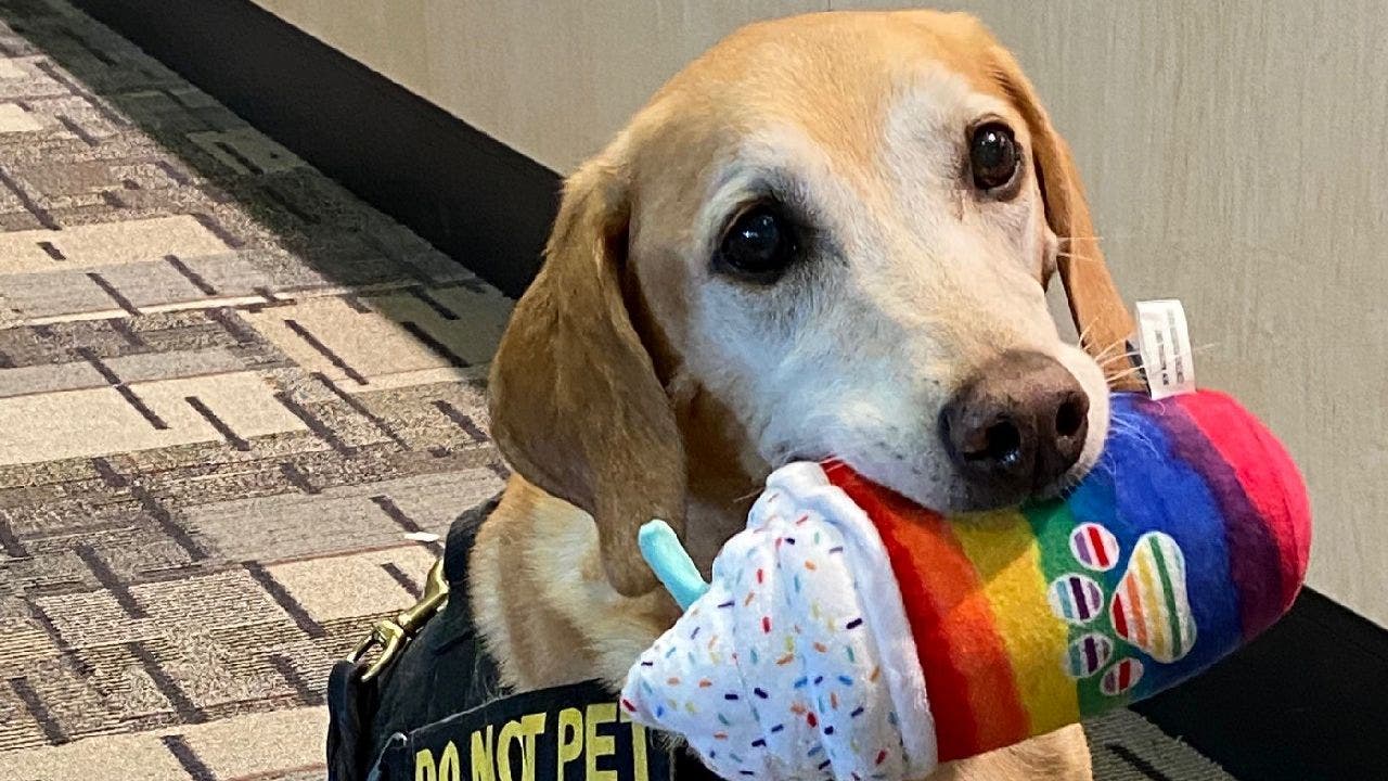 Dog called 'Cutest Canine' by TSA retires in Minnesota after 10 years of service: 'Best defense'