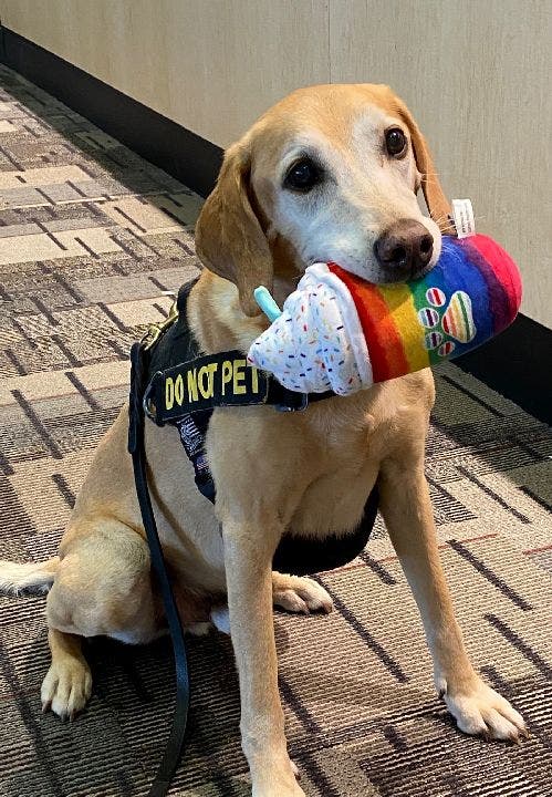 Eebbers, 11, is a male Vizsla-Labrador mix who spent 10 years working as a passenger screening canine for the TSA at MinneapolisSaint Paul International Airport. (Transportation Security Administration)