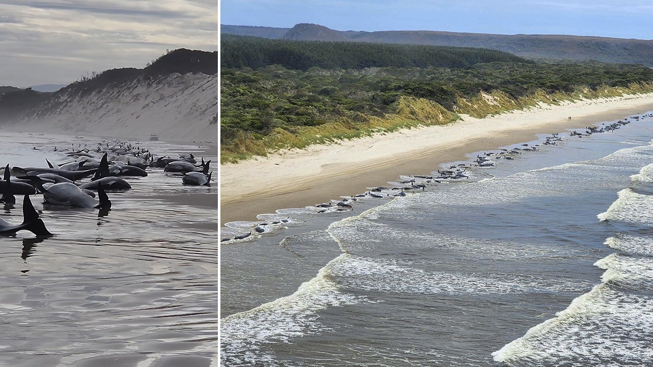 Hundreds of whales beached in Australia mass stranding, officials say at least half presumed alive