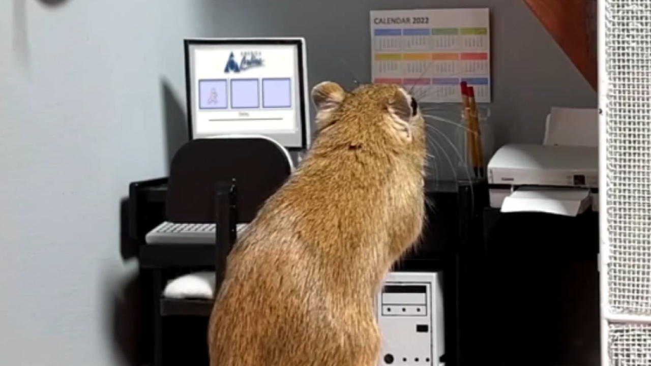 Oregon couple creates wholesome 80'sthemed TikTok videos with gerbils