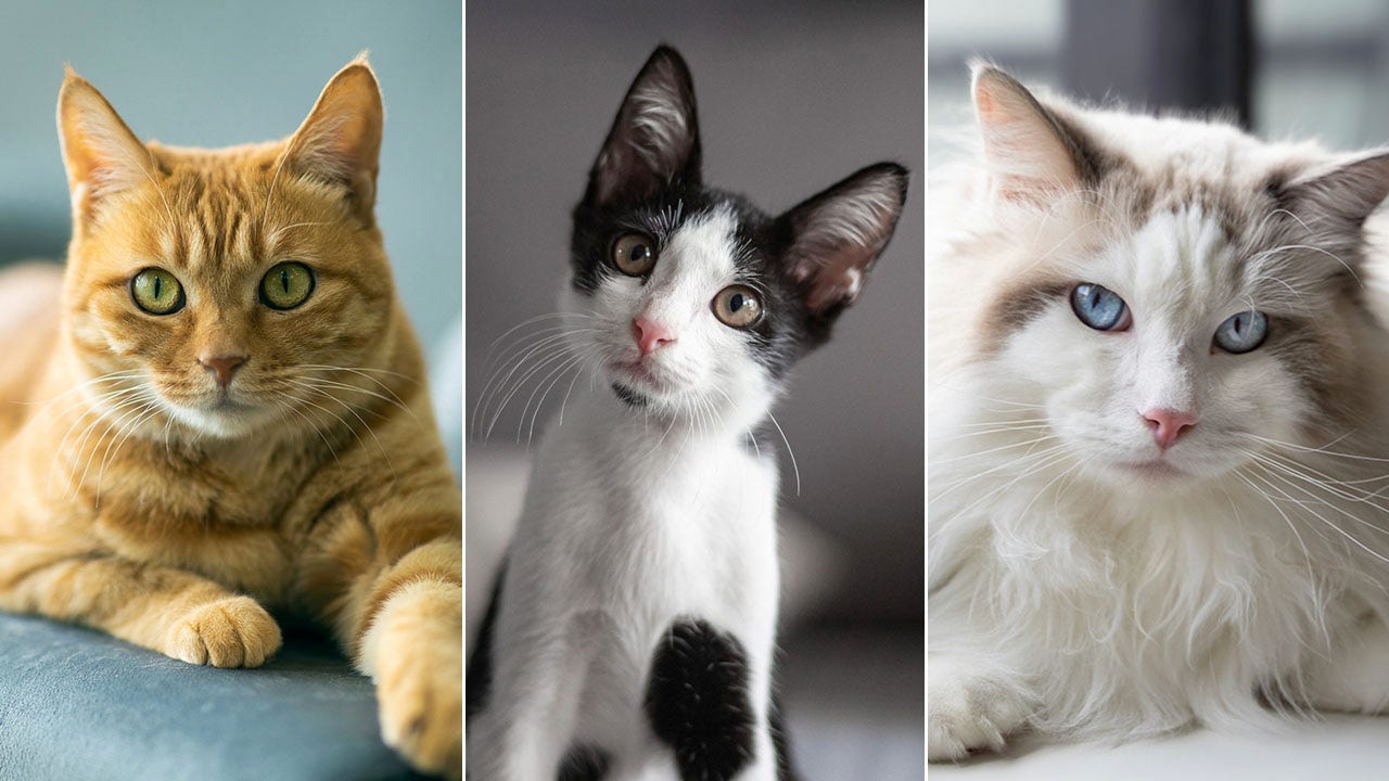 Cats quiz! How much do you know about felines? Test yourself!
