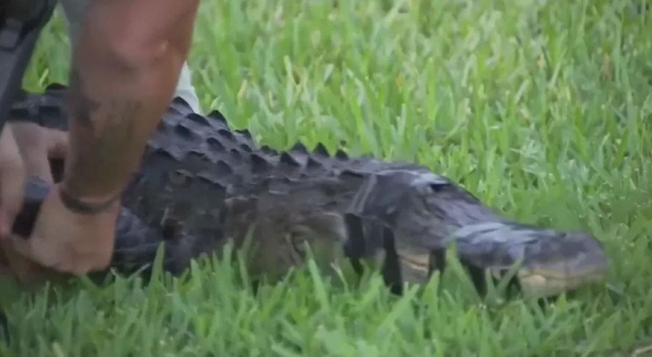 Florida man survives 3 days in swamp after losing arm in alligator ...