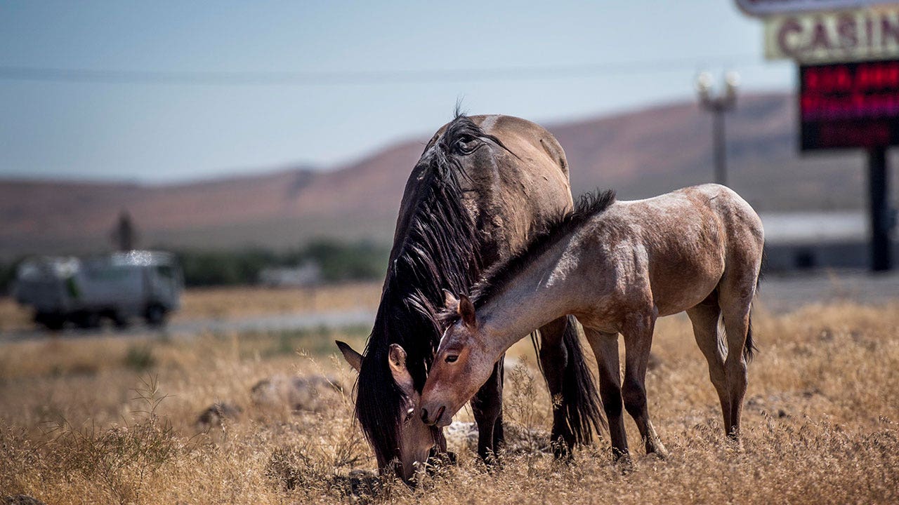 Reward to find Nevada horse killers doubles to $10K