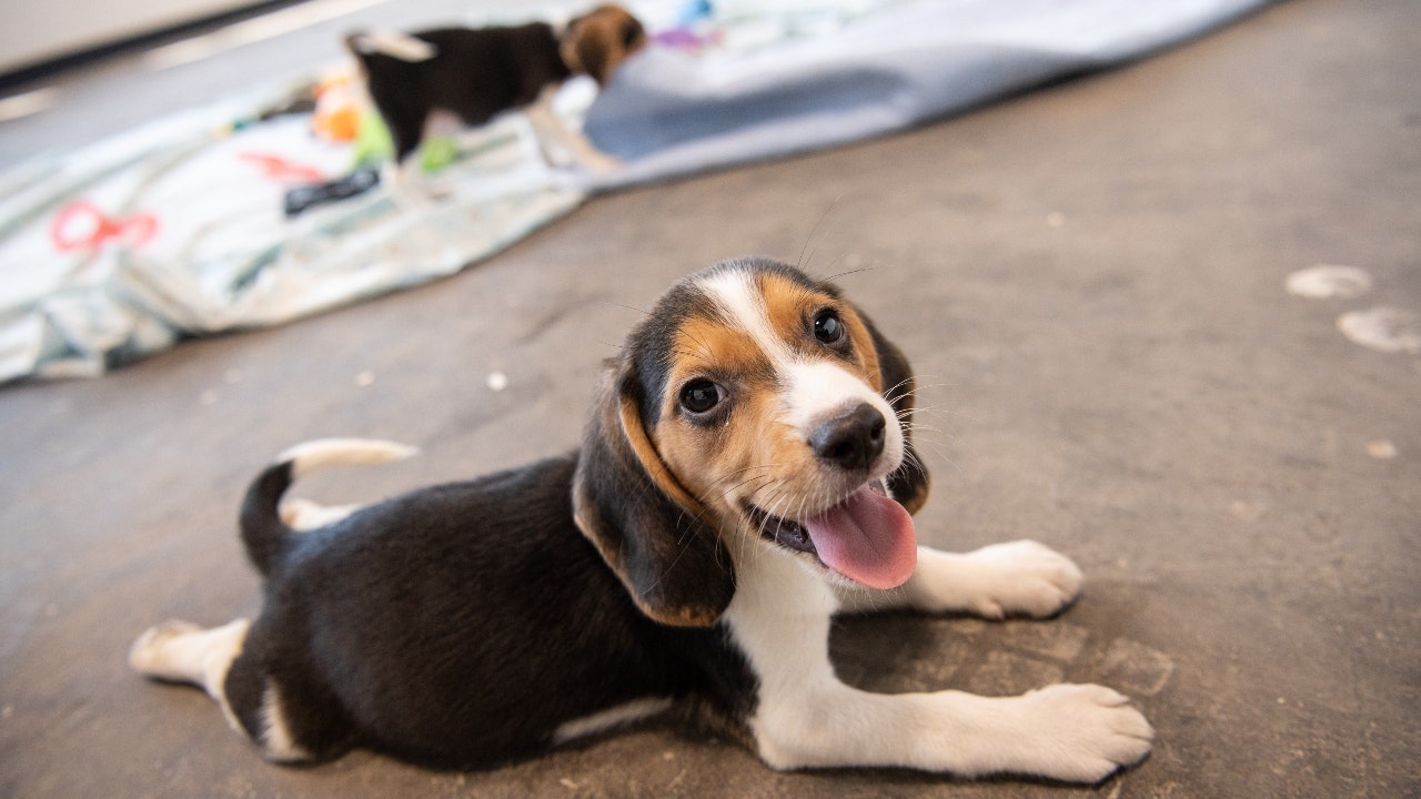 4k beagles successfully rescued from Virginia breeding facility in search of loving homes