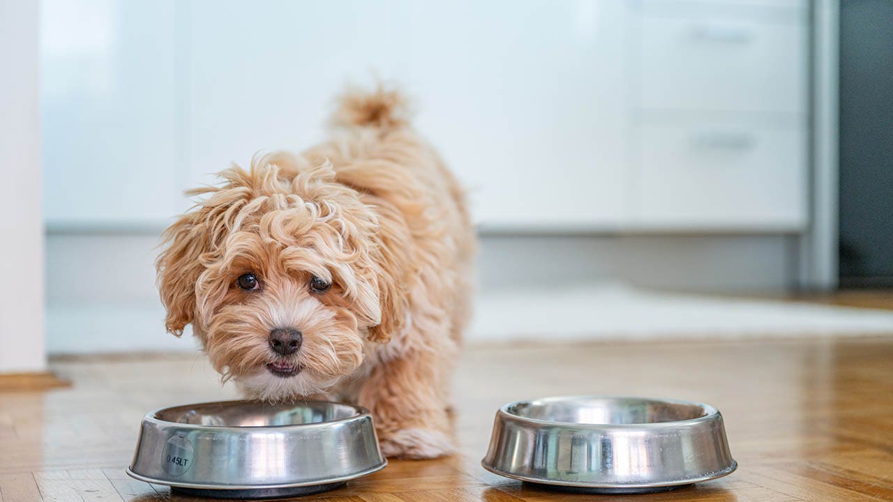 iStock 1324226429 National Puppy Day: How to prepare for a puppy, what to do when it arrives