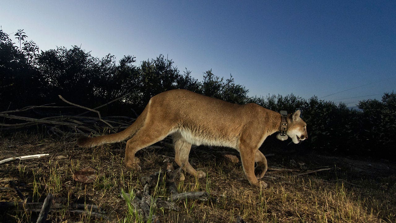 Mountain lion in California found dead from mange