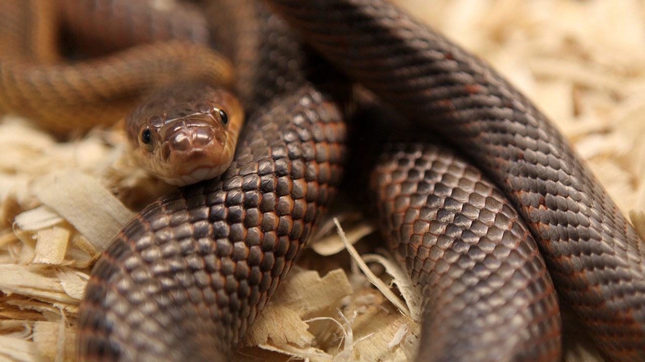 Kentucky teacher says snake, mouse fell from classroom ceilings: ‘Another day living the dream’